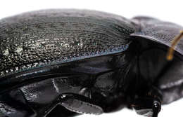 Слика од Carabus (Mesocarabus) lusitanicus Fabricius 1801