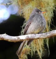 Image of Dark Pewee