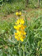 Image of European yellow lupine