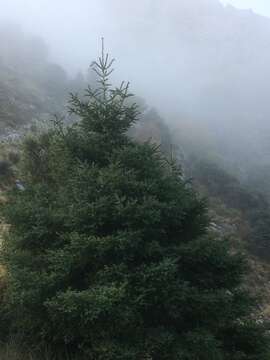 Image of Spanish Fir