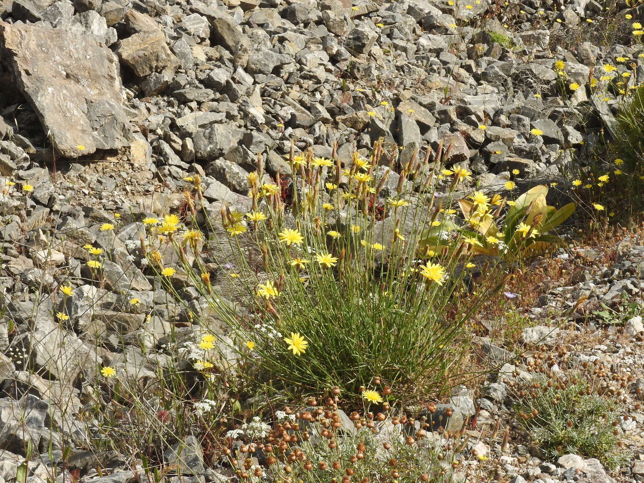 Pseudopodospermum crocifolium (Sibth. & Sm.) Zaika, Sukhor. & N. Kilian resmi