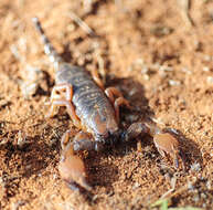 Pandinoides militaris (Pocock 1900)的圖片