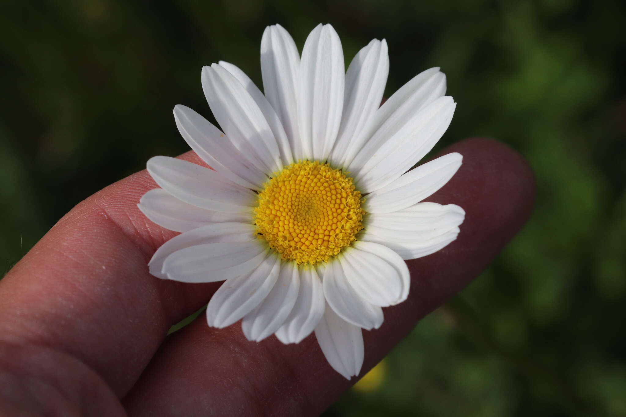 Слика од Leucanthemum maximum (Ramond) DC.