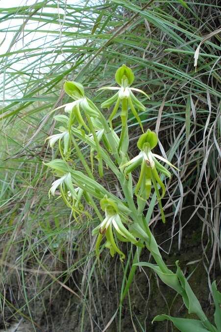 Image of Bonatea boltonii (Harv.) Bolus