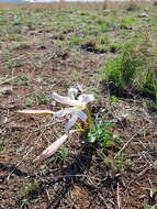 Image de Crinum lugardiae N. E. Br.