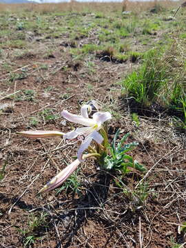 Image de Crinum lugardiae N. E. Br.