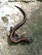 Image of Shenandoah Salamander