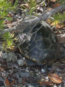 Image of Malaclemys terrapin rhizophorarum Fowler 1906