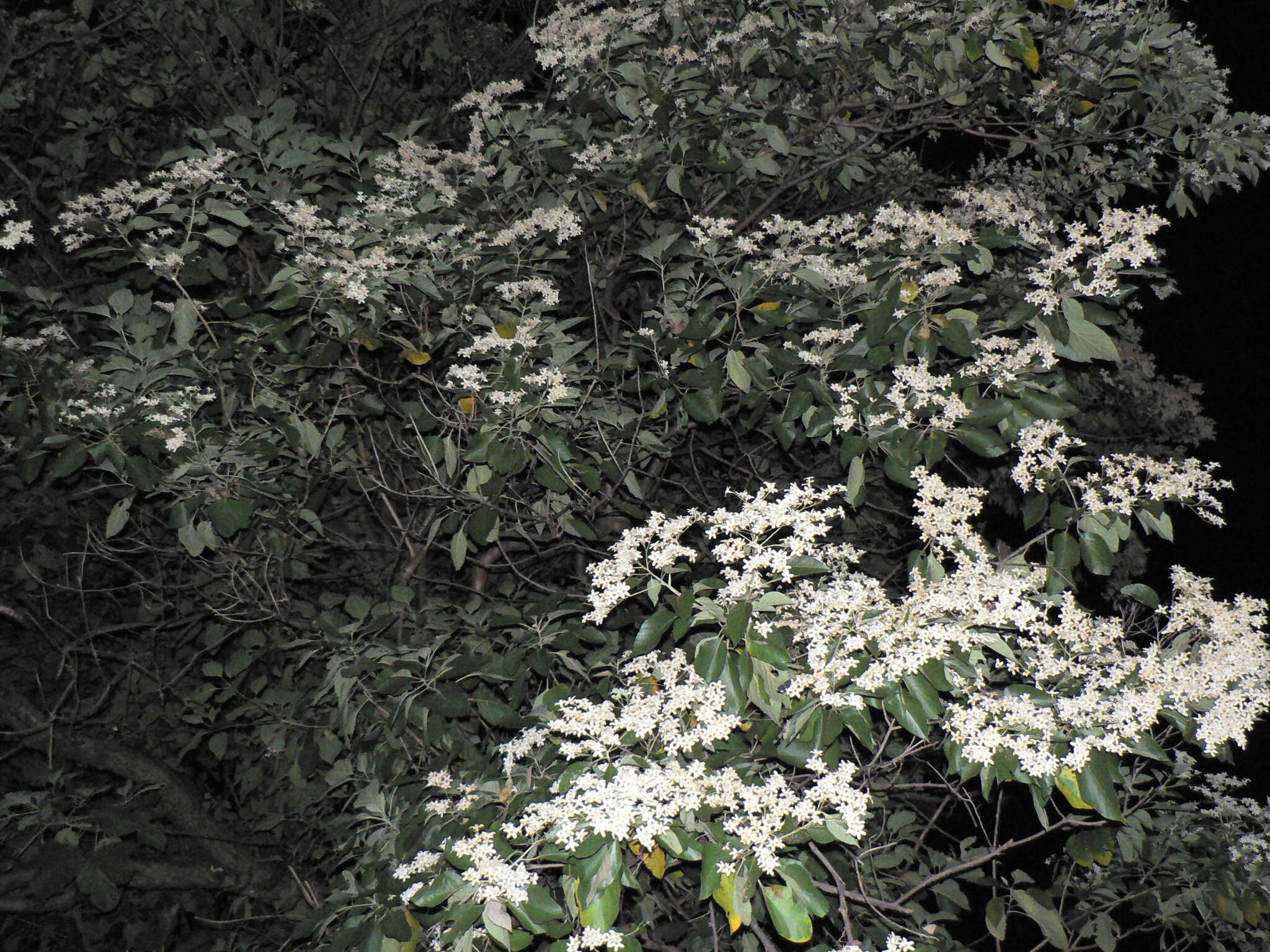 Image of Cordia elaeagnoides DC.