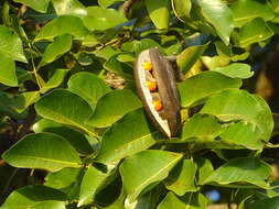 Image of African mahogany