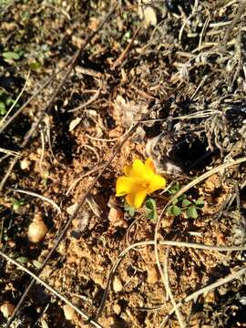 Imagem de Oxalis perdicaria (Mol.) Gunckel