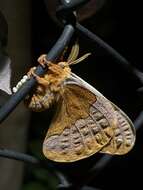 Image of Sweetbay Silk Moth