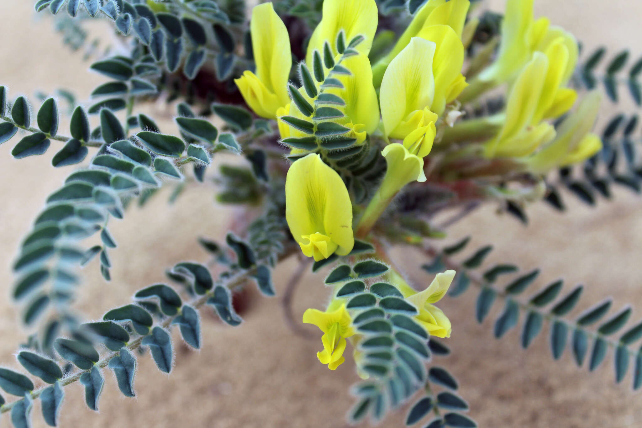 Imagem de Astragalus longipetalus Chater