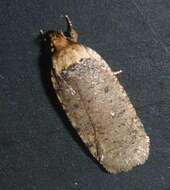 Image of Agonopterix nigrinotella Busck 1908