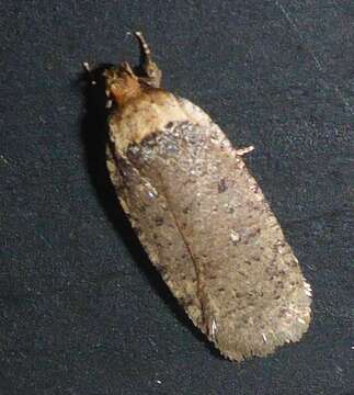 Imagem de Agonopterix nigrinotella Busck 1908