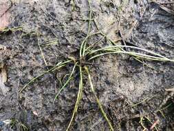 Image of Appalachian quillwort