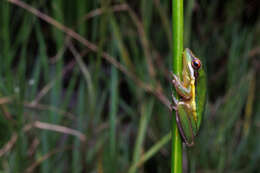 Image of Olongburra Frog