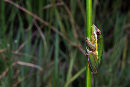 Image de Litoria olongburensis Liem & Ingram 1977