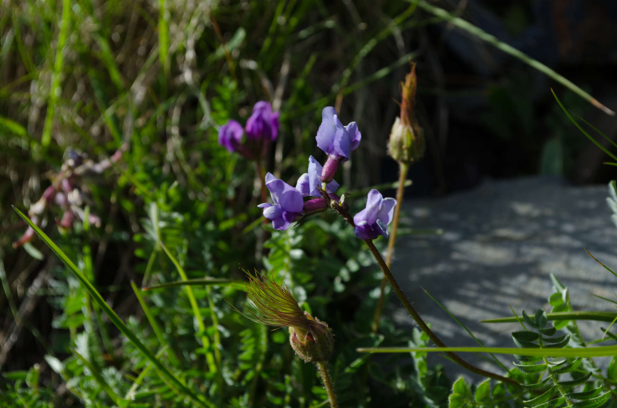 Image of Oxytropis neglecta Ten.