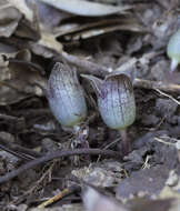 Image of Asarum kurosawae Sugimoto