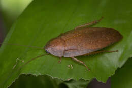 Pseudophoraspis nebulosa (Burmeister 1838) resmi