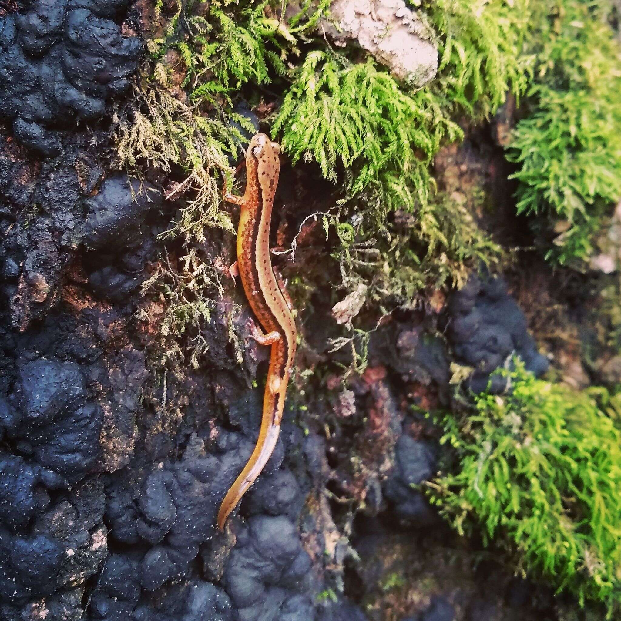 Image of Southern Two-lined Salamander