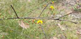 Image of Daviesia genistifolia Benth.