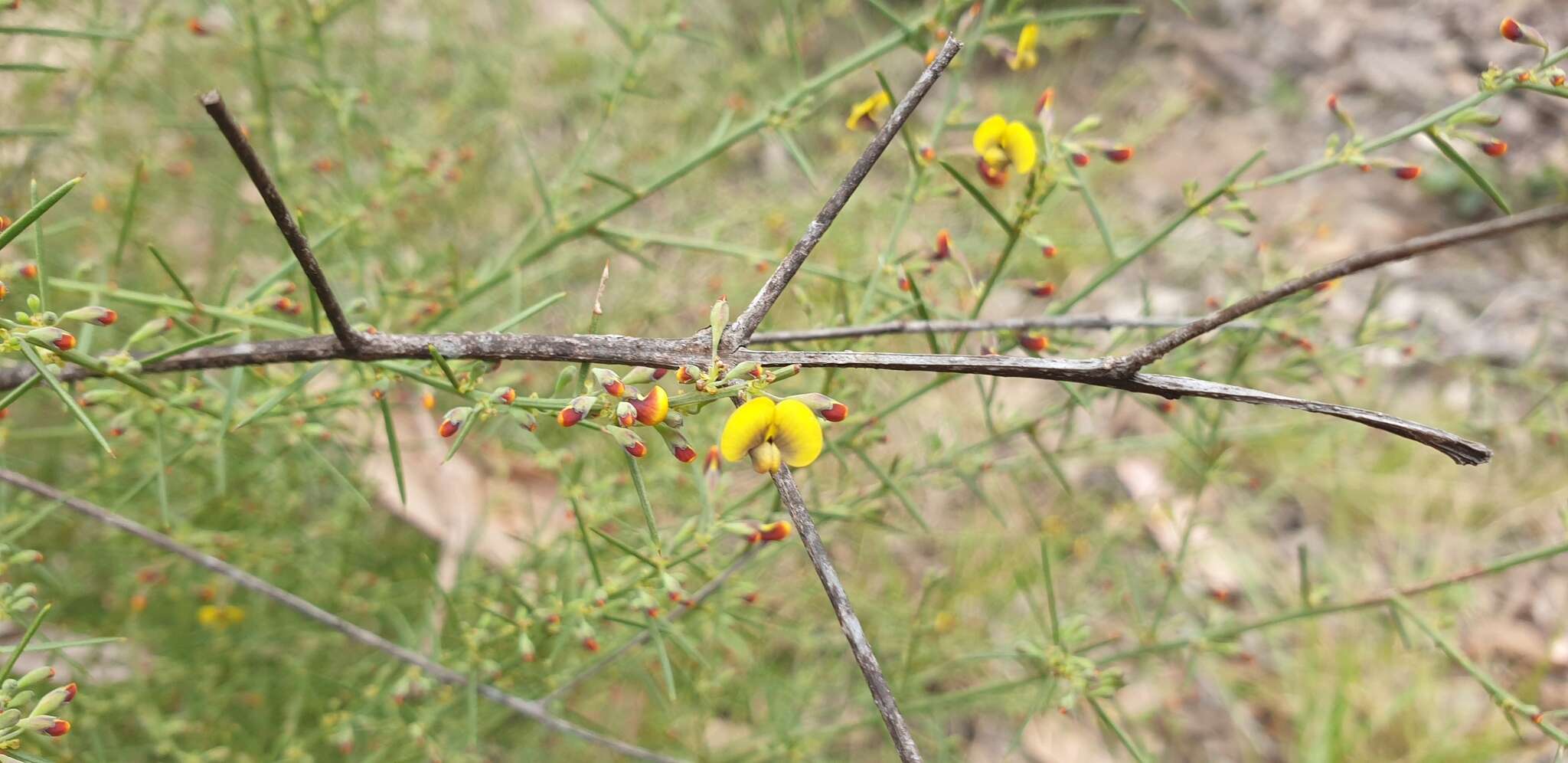 Image of Daviesia genistifolia Benth.