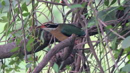 Image of Indian Pitta