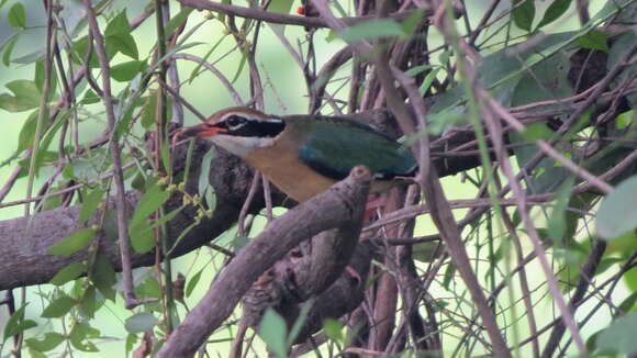 Plancia ëd Pitta brachyura (Linnaeus 1766)