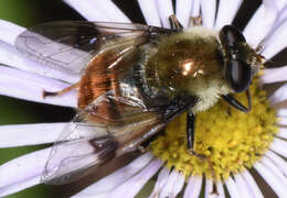 Image of Sericomyia flagrans (Osten Sacken 1875)