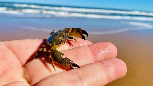 Image of Cuban stone crab