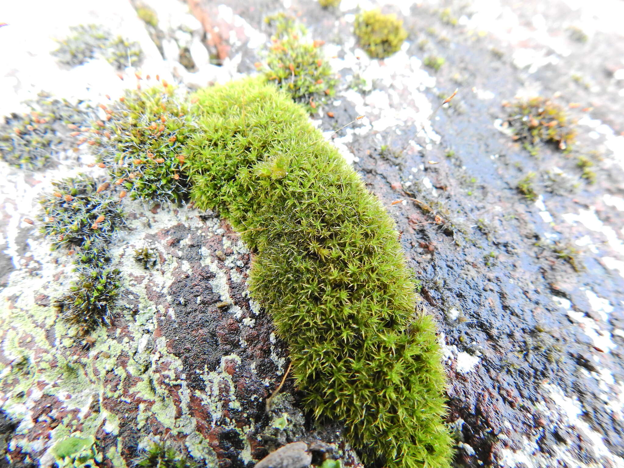 Image of rigid didymodon moss