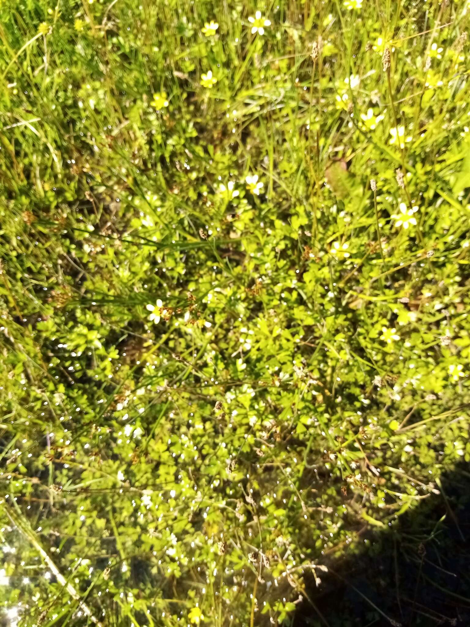 Image of Ranunculus glabrifolius Hook.