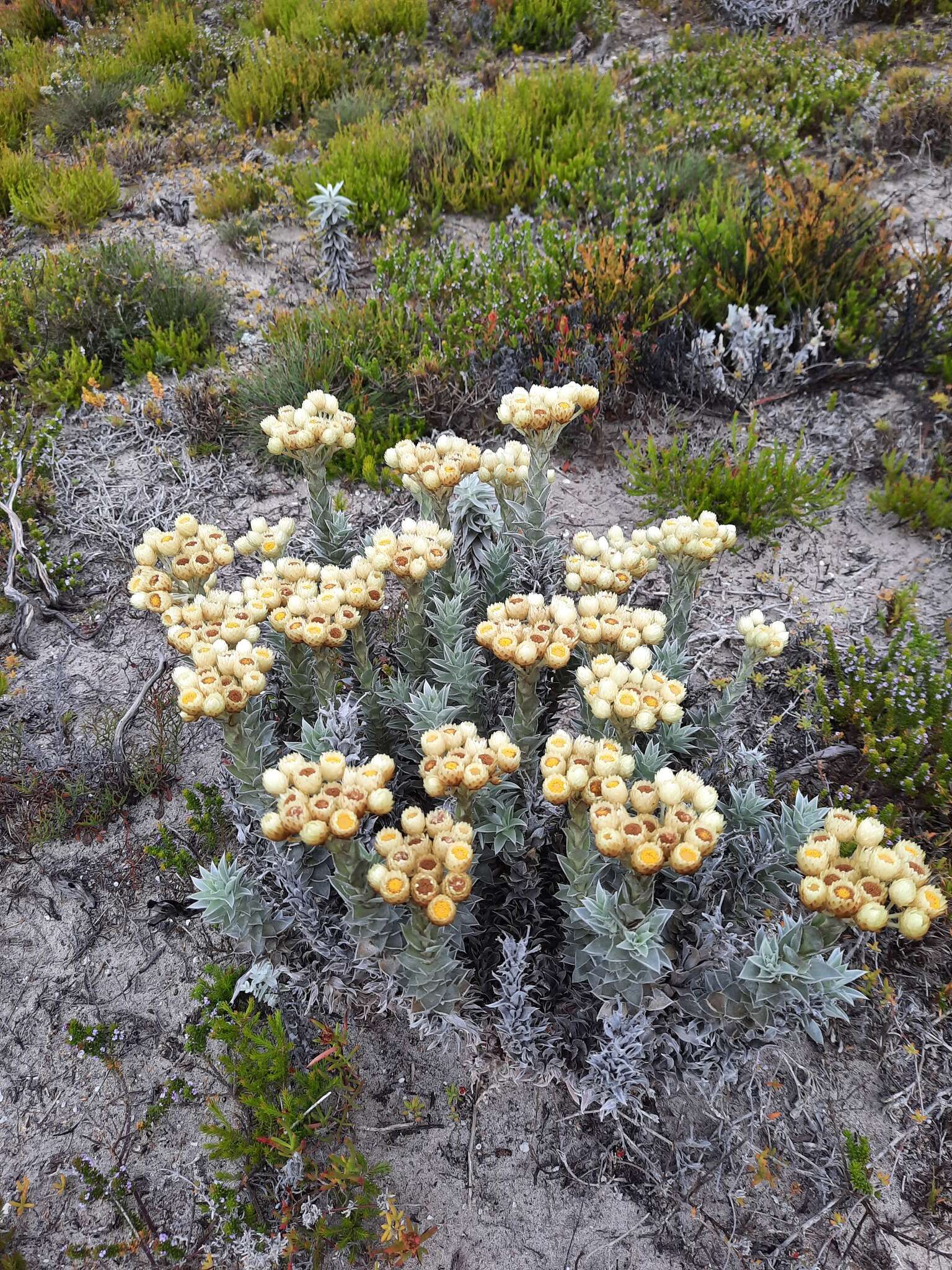 Image of Achyranthemum mucronatum