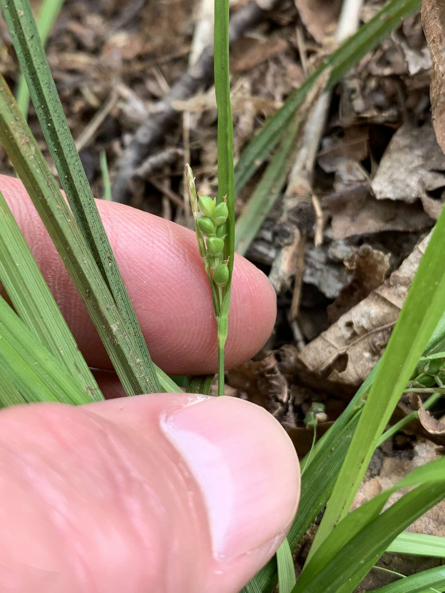 Image of Cumberland sedge