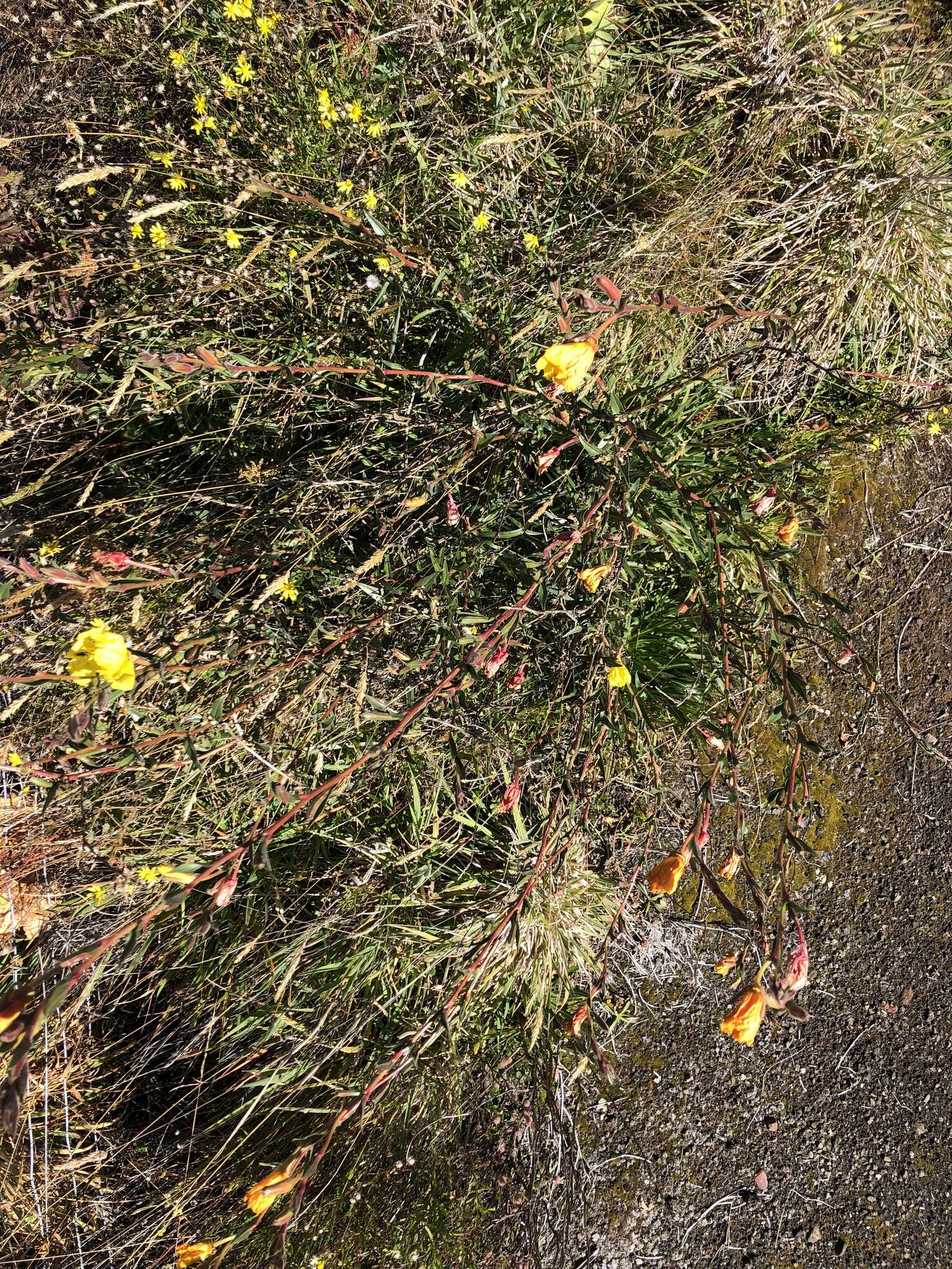 Image of Oenothera stricta subsp. stricta