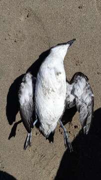 Image of Peruvian Diving Petrel