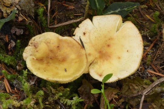 Image of Rhodocollybia maculata (Alb. & Schwein.) Singer 1939