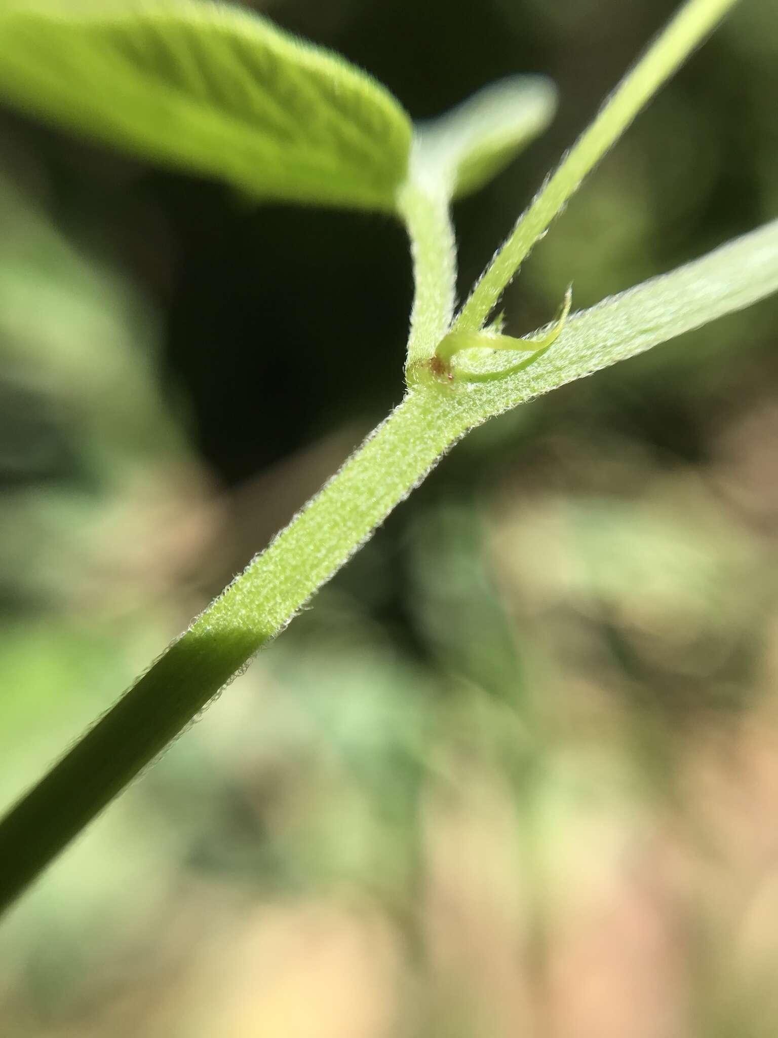 Passiflora capsularis L. resmi