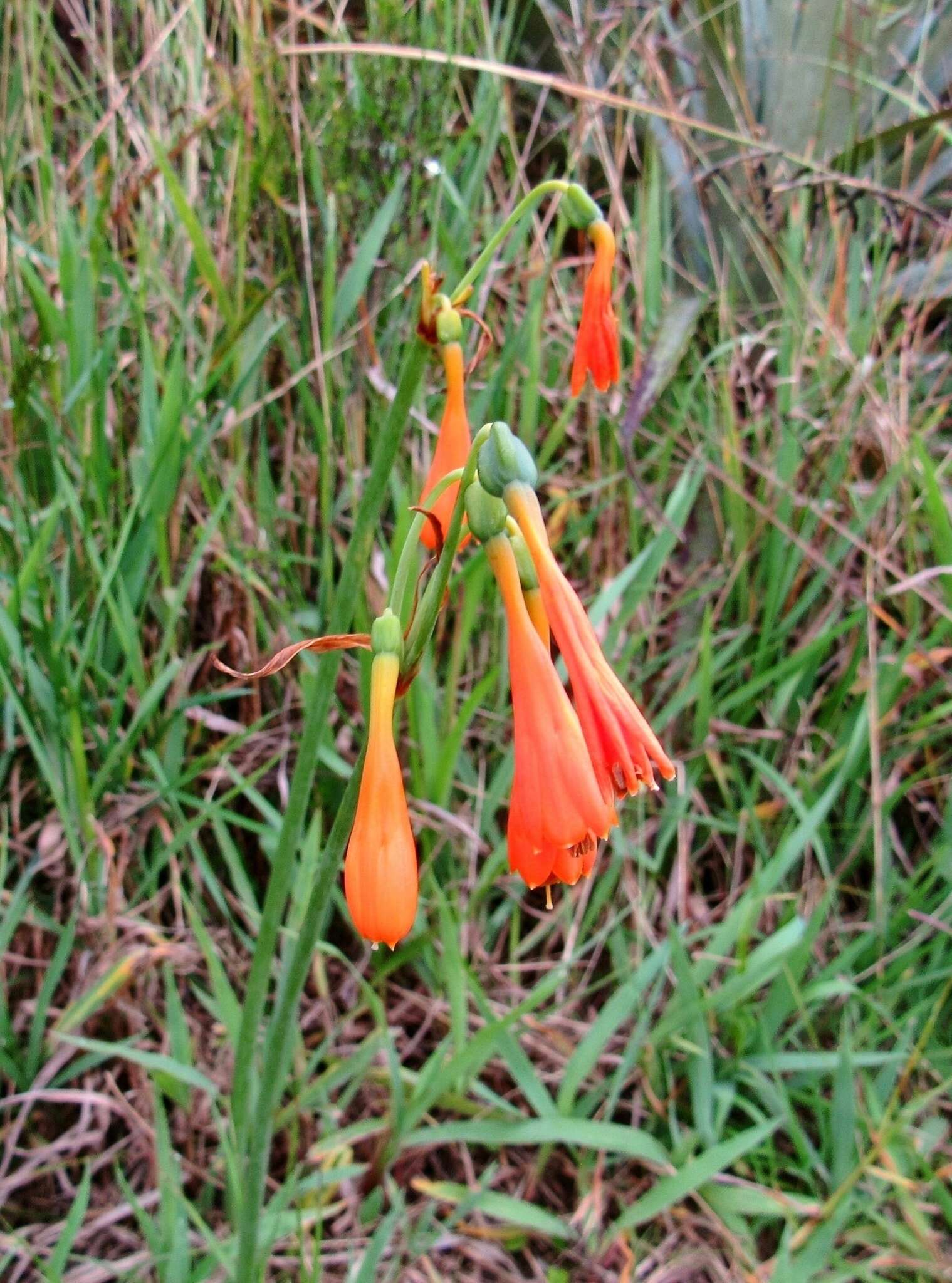 Sivun Stenomesson aurantiacum (Kunth) Herb. kuva