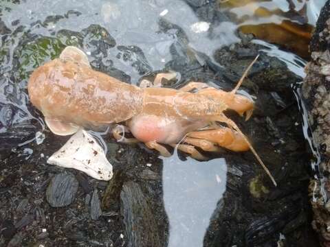 Image of Puget Sound ghost crab