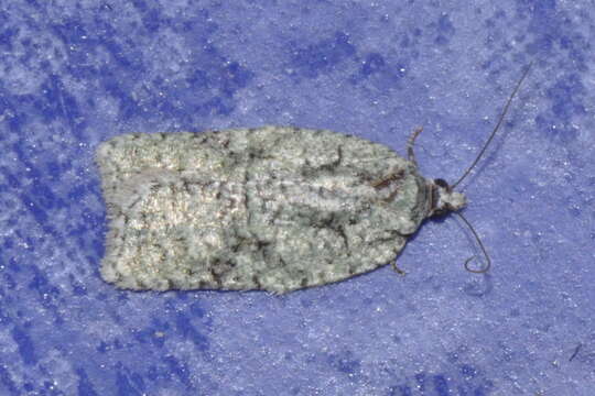 Image of Acleris literana Linnaeus 1758