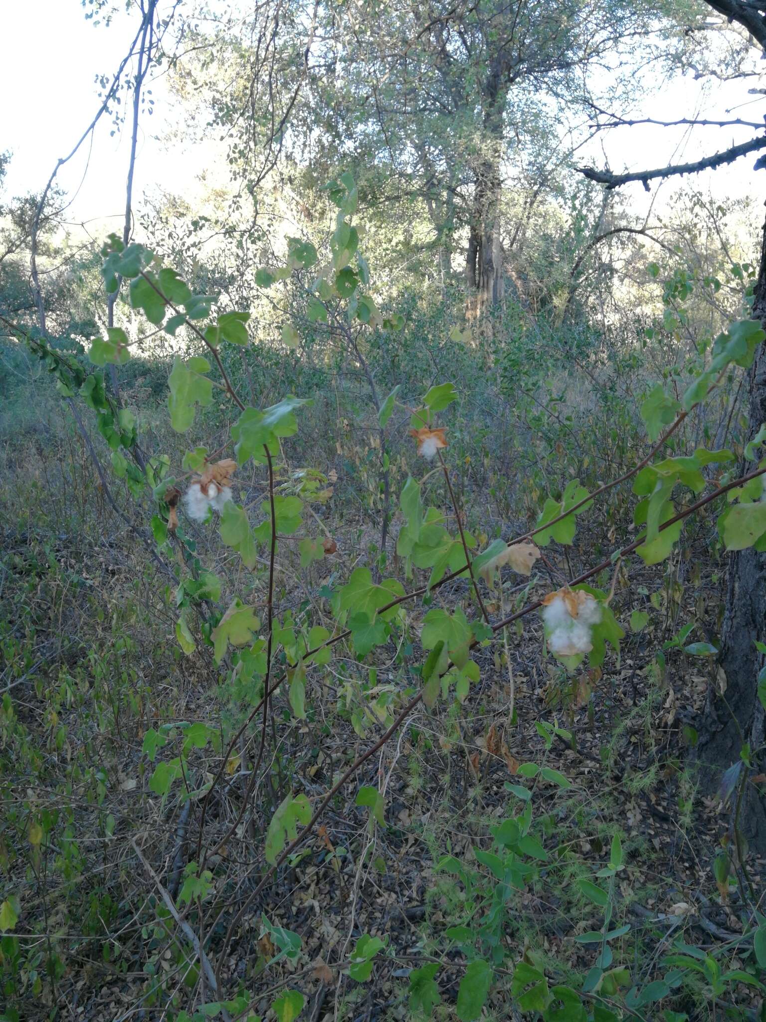 Imagem de Gossypium herbaceum L.