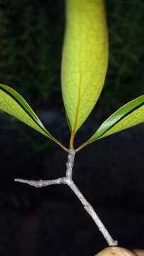 Image of Loeseneriella urceolus (Tulasne) N. Hallé