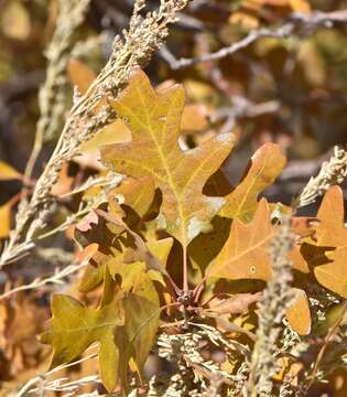 Image de Quercus gambelii Nutt.