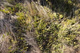 Image of Carpobrotus muirii (L. Bol.) L. Bol.