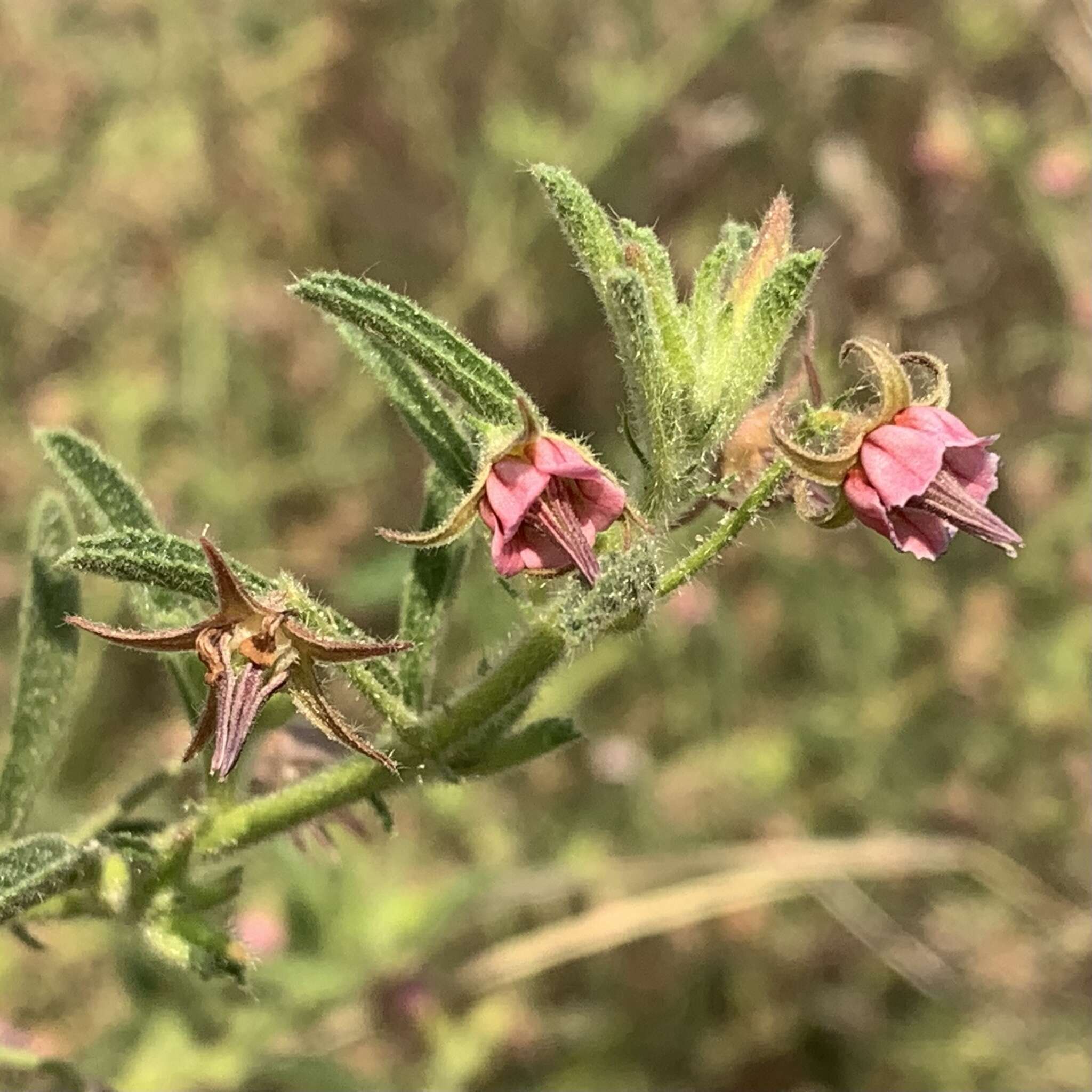 Image of Hermannia tomentosa (Turcz.) Schinz ex Engl.