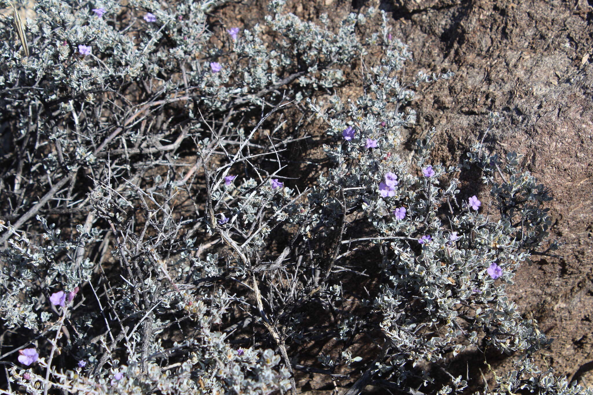 Image de Leucophyllum minus A. Gray