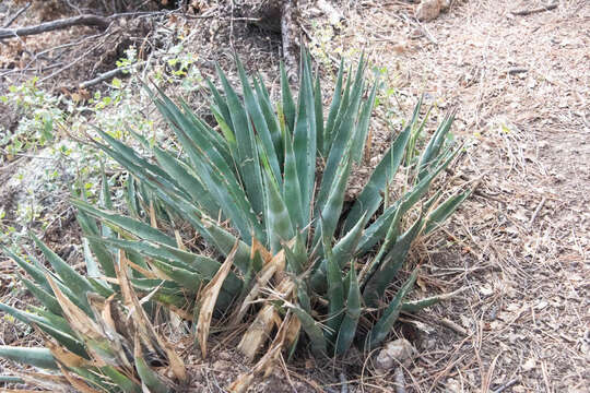 Sivun Agave mckelveyana Gentry kuva